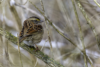 Winter Sparrow / This sparrow was trying to stay warm in the winter weather