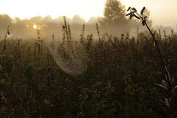 Early Morning / ***