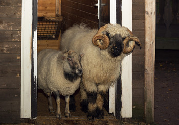 Artiodactyla / ***