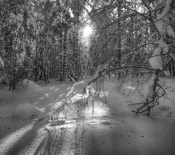 Wintersonne / ***