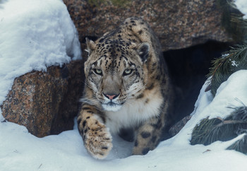 Schneeleopard / ***