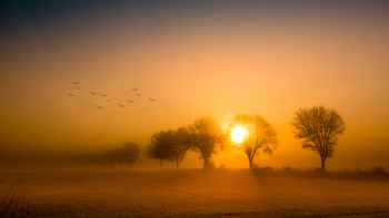 foggy morning / Landscape