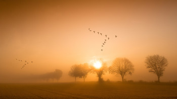 flying geese / Landscpe/wildlife