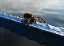 Spinne / ***