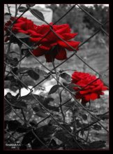 Sad Rose / ***