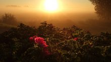 Good Morning, Land! / ***