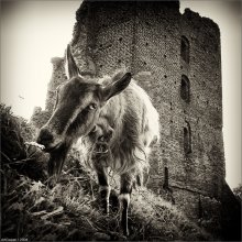 Aborigines Novogrudskii Schloss ... / ***