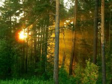 Morgen im Kiefernwald / ***