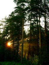 fast wie ein Shishkin / ***