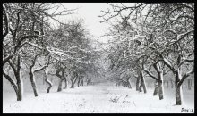 White Dream / ***