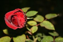 Rose / Rose