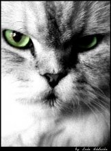 Porträt des ersten aufstrebenden cat) / ***