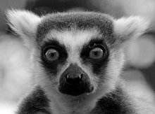 Lemur / ***