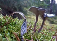 Pilz / ***