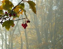 Herbst Miniatur / ***