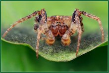 Spider / ***