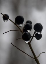 Tränen der letzte Tag des Herbstes / 1/100s, f/5.6, 135mm, ISO 800