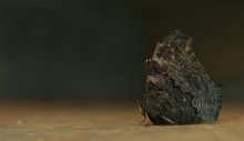 auf der Strecke ... / ***