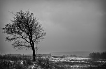 Tree. Blizzard. / ***