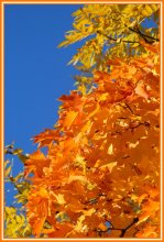 Autumn Gold / 00000