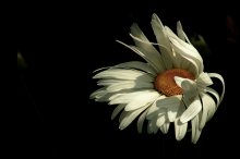Wind / ***