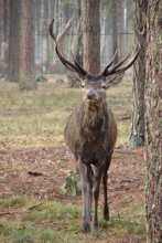 Hirsch / ***