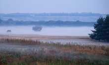 Wiese ... / ---------