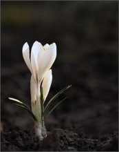 Blumen der Zukunft / ***