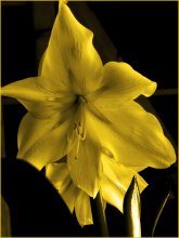 Winter Blumen / ****