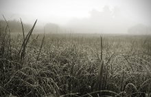 sonnige Wiese. / ***