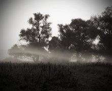 dort für den Nebel ... / -----