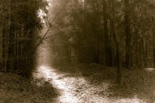 Forest Karren / ****************