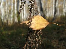 Herbst Kiss / ***