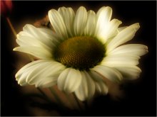Ramonak / ***