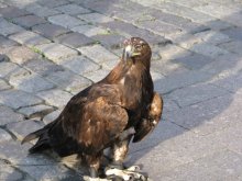 Adler / ***