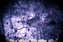 Eglantine / ***