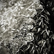 Frühling Eis / B&W ...