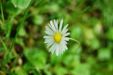 Sonne im Gras / ***
