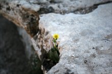Der Durst nach der Sonne / ***