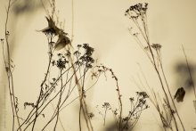 ...flying shadows...(II) / ........