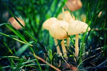 Auf Pilze .. / *****