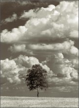 Von Birke / .....