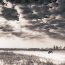 Horse .. / ***