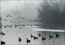 Gans frühen Stunde / .....