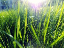 Grass / ***