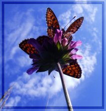 Dainty Blume / ***