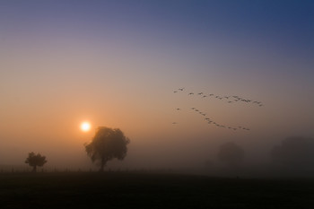 Morninglight / Landscape