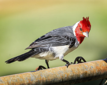  / Red Crested Cardinal