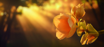 Sole su fiore / Raggi di sole su fiore.