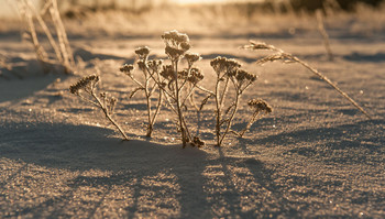 Am Morgen ... / ***